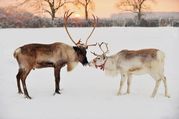 reindeer