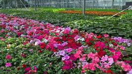 Woodthorpe Plant Shop