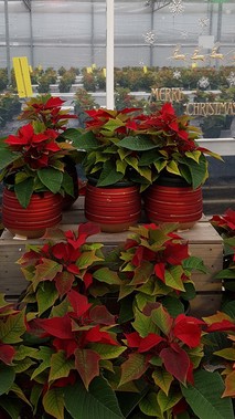Poinsettias