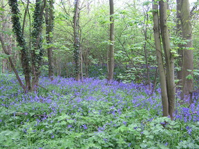 clifton woods