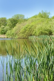 Martins Pond