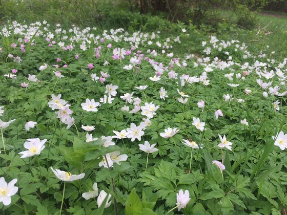 Wood anemone