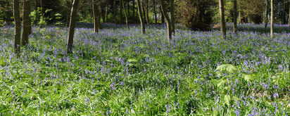Bluebells