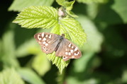 Speckled Wood butterfly