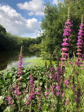 Dunkirk Pond