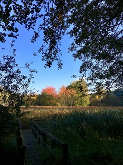 Image of marshy field