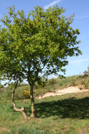 image of tree on hill on sunny day