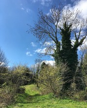 Tree in field on a sunny day