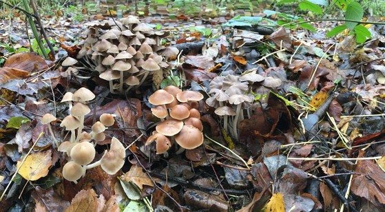 Mushrooms growing surrounded by fallen leaves