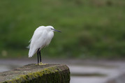 Little egret