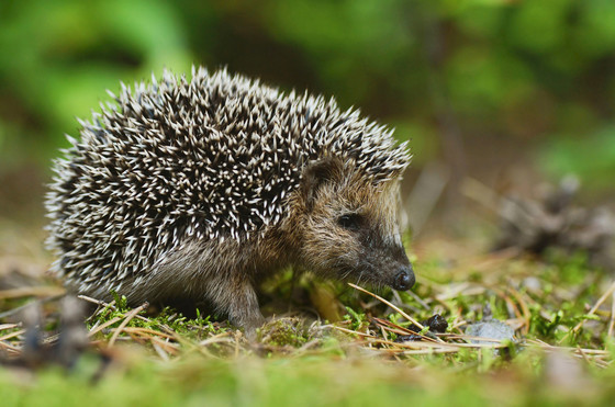 Hedgehog