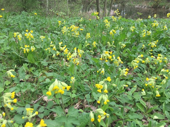 Cowslips