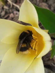 Garden bee