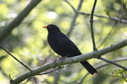 Blackbird