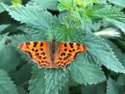 Comma