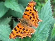 Comma butterfly