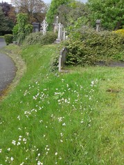 General cemetery