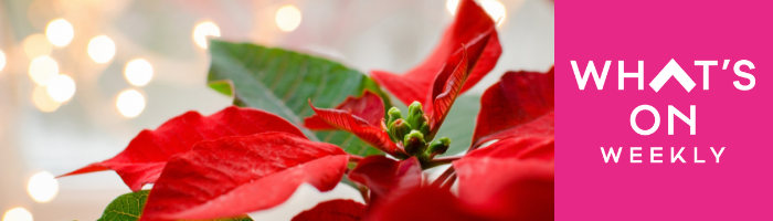 Whats On Poinsettia header