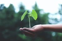 Tree planting