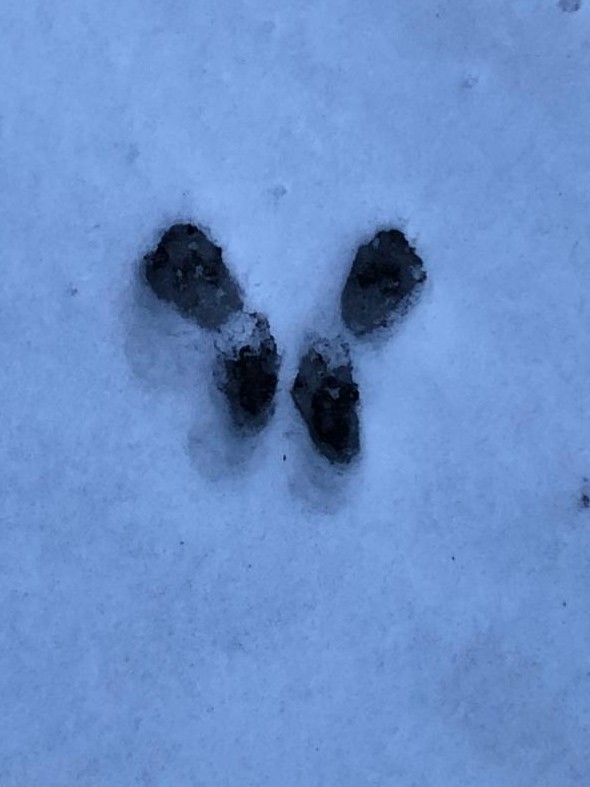 Snowprints