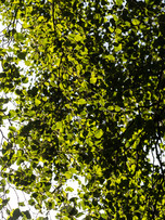 tree canopy