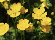 buttercups