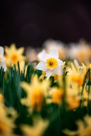 daffodils