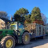 Woodthorpe Trees