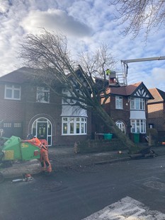 Tree services team during Storm Eunice