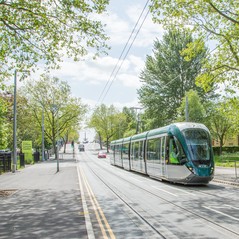 trees and tram