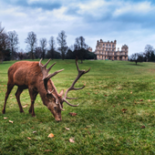 Wollaton Hall Easter