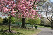 Arboretum in spring