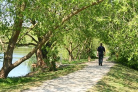 path lined with trees