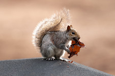Squirrel by @whykevinphotography/