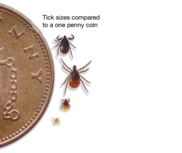 ticks