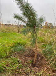 Tree planting