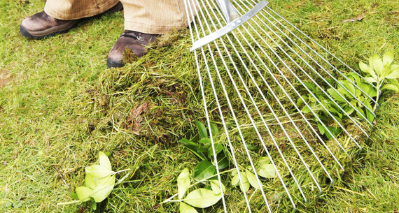 Raking leaves