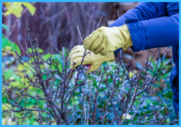 Person in yellow gloves pruning a plant