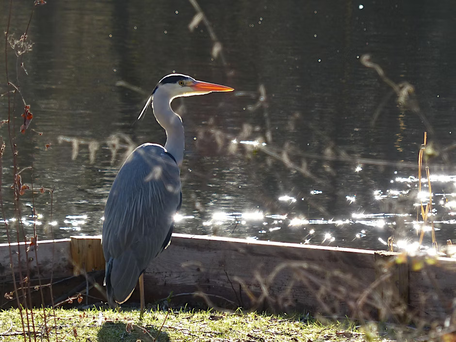 Wildlife walks