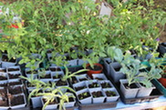 plants seeds