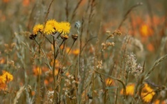 Flowers in a field
