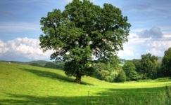 Green leafy tree in grassy field