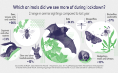 Natural History Museum graphic