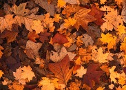 autumnalleaves2