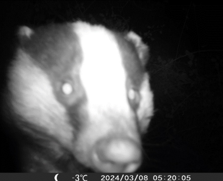 Badger on the Langdon wildlife camera