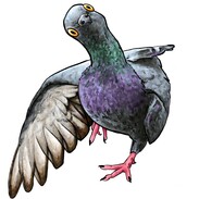 An illustration of Norm the pigeon by Anjalene Whittier