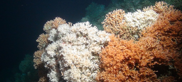 Codemap image of cold-water coral 2015
