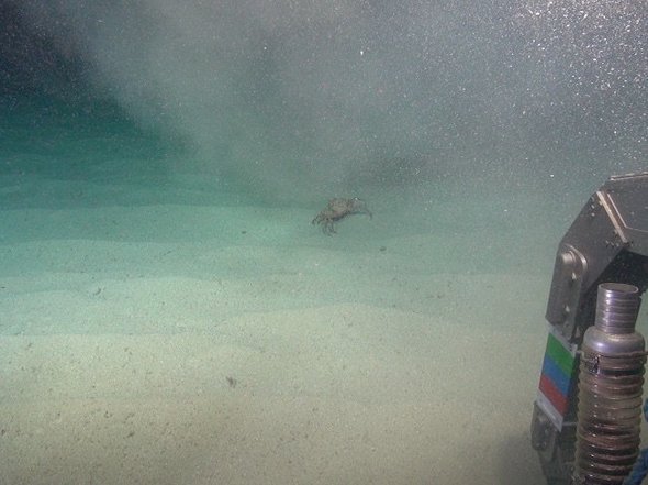 The MarineEtech deep-sea plume disurbance experiment draws in lots of curious crabs 