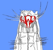 Head end of nematode Paramesacanthion, a dominant predator in deep-sea canyon samples