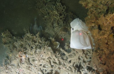 Plastics seen in one of the UK's marine protected areas